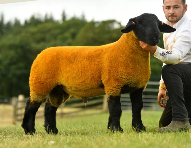 The Scottish Farmer: Another from the Boden family made 15,000gns
